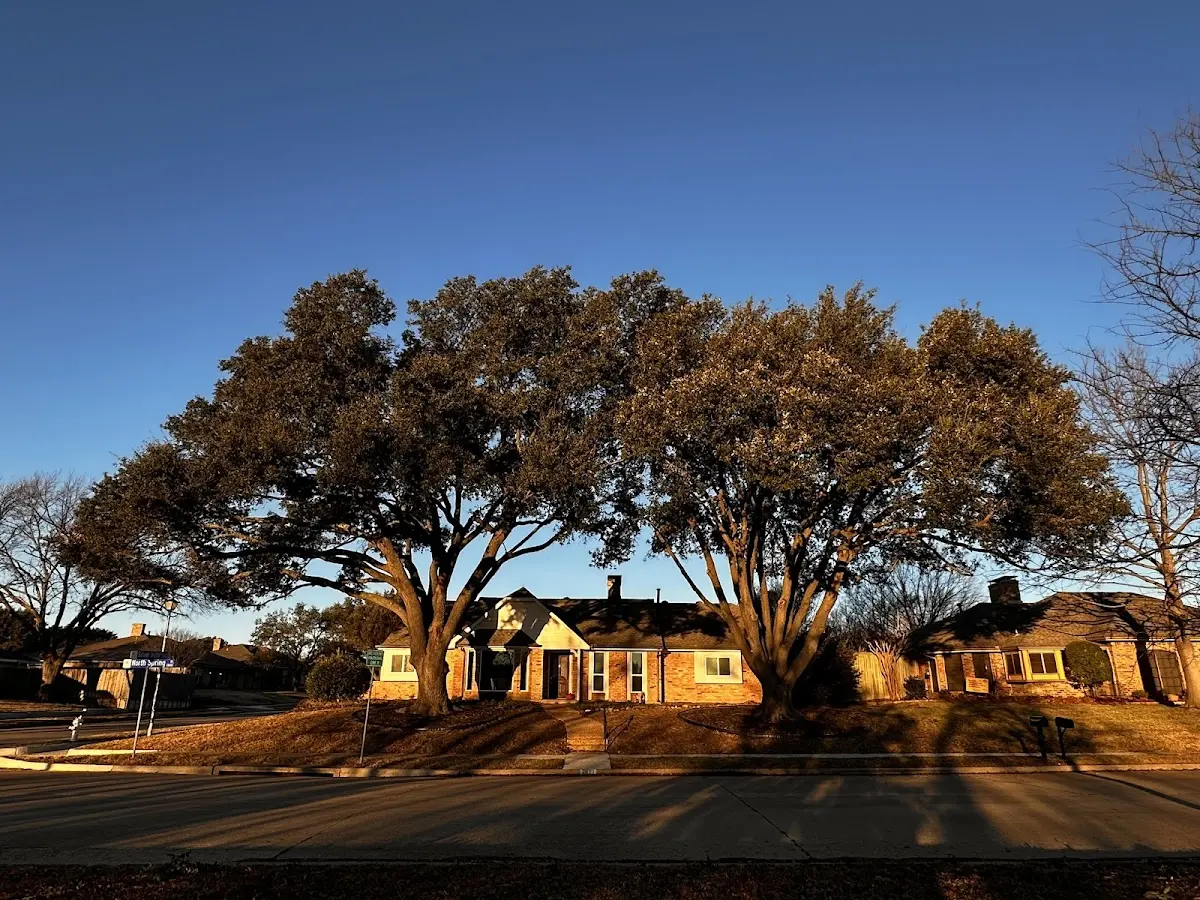 Established residential canopy tree shading a home in Elliott